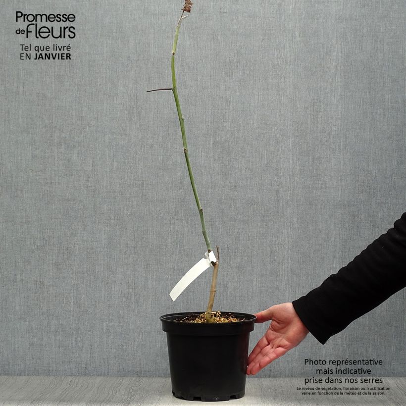 Amostra de Magnolia macrophylla subsp. ashei - Magnolia à grandes feuilles Vaso de 4 L/5 L tal como entregue no inverno