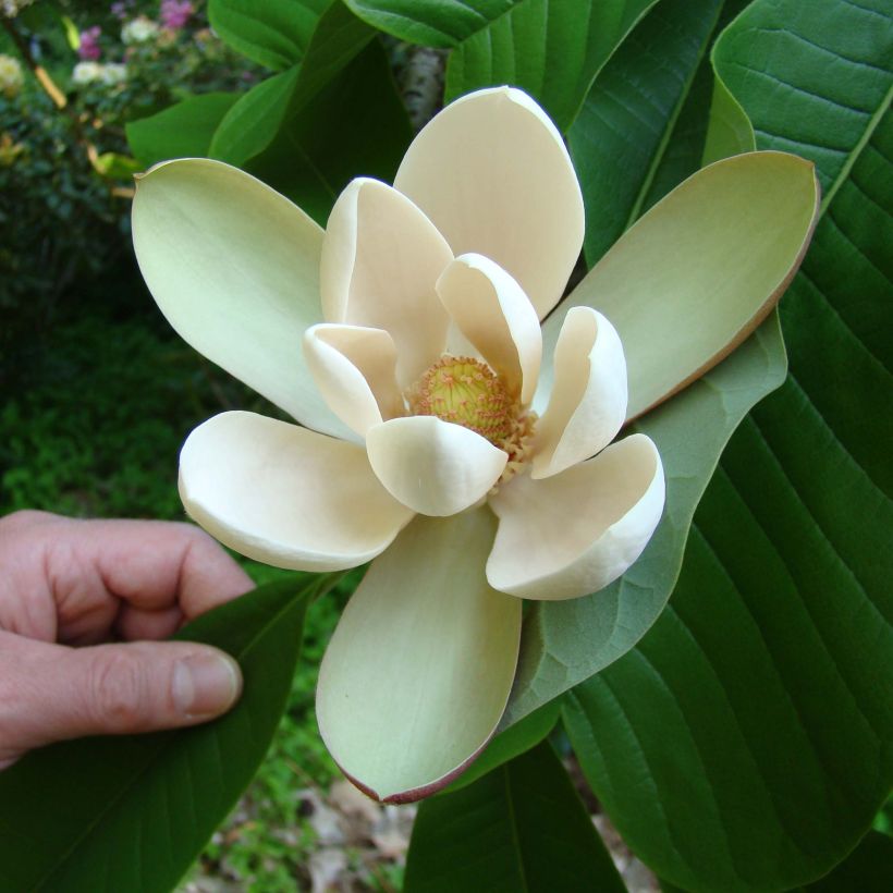 Magnolia officinalis var. biloba (Floração)