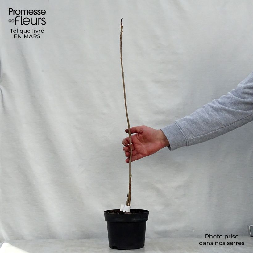 Amostra de Magnolia officinalis var. biloba Vaso de 4 L/5 L tal como entregue na primavera