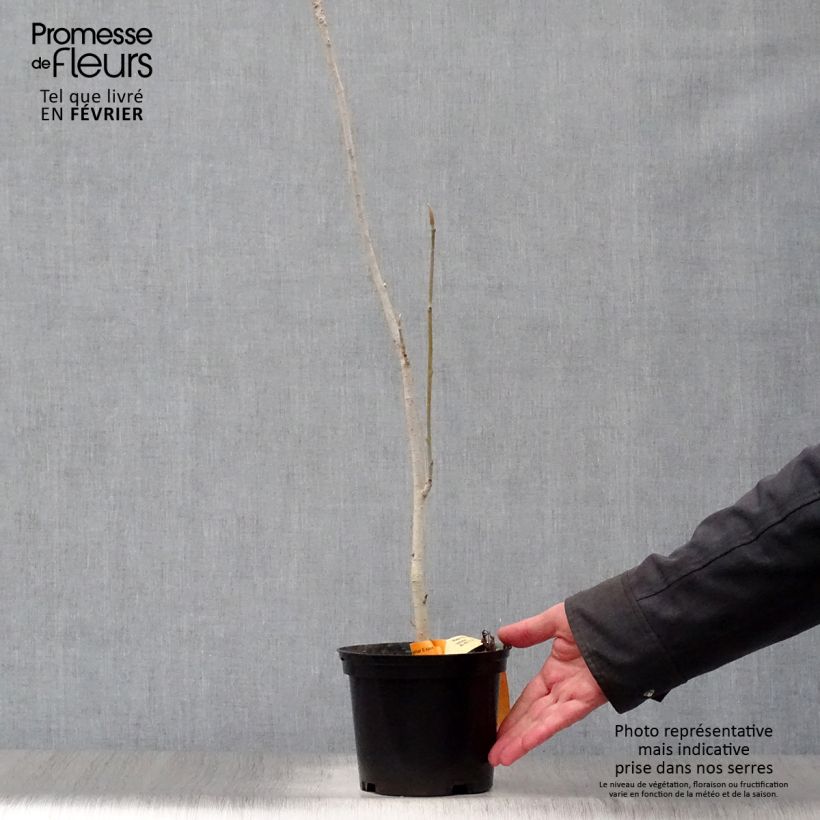 Amostra de Magnolia officinalis biloba - Magnolia officinal              Vaso de 4 L/5 L tal como entregue no inverno