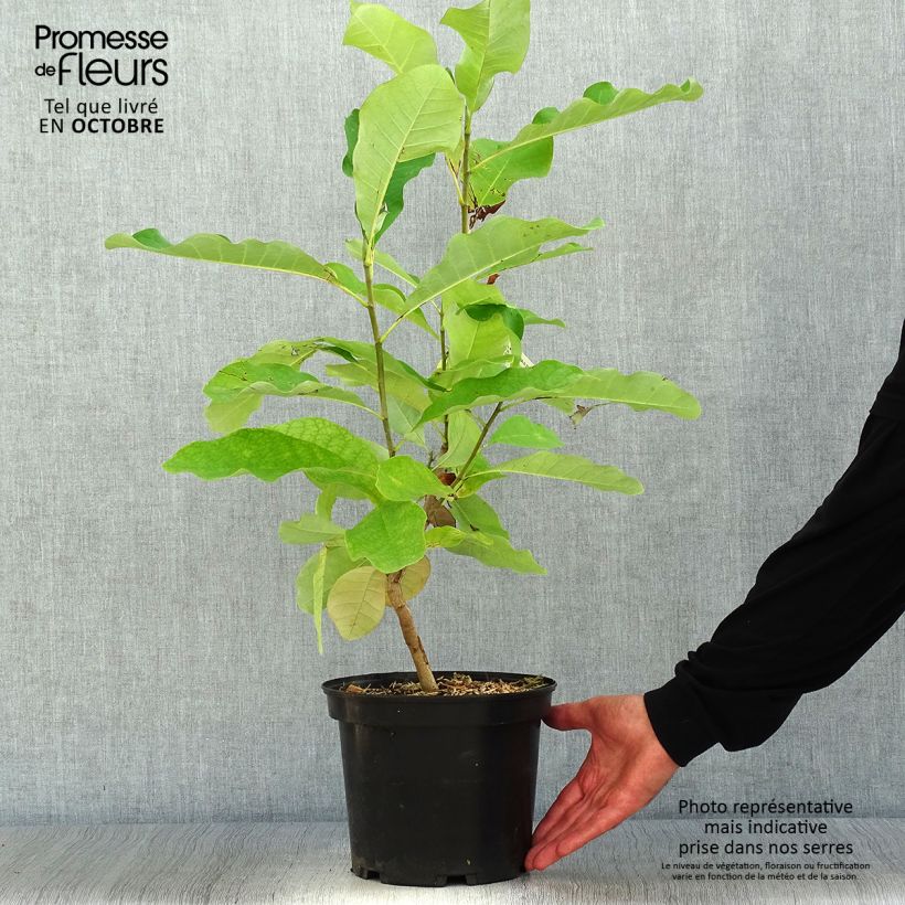 Amostra de Magnolia officinalis var. biloba Vaso de 4 L/5 L tal como entregue no outono
