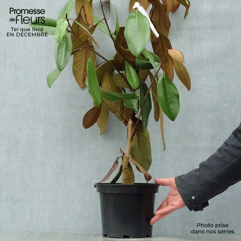 Amostra de Magnolia persistant D.d. blanchard - Magnolias grandiflora Vaso de 4 L/5 L tal como entregue no inverno