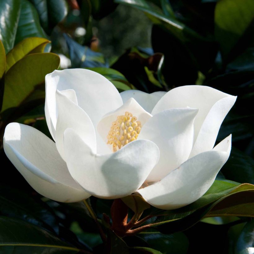 Magnolia grandiflora D.d. blanchard (Floração)