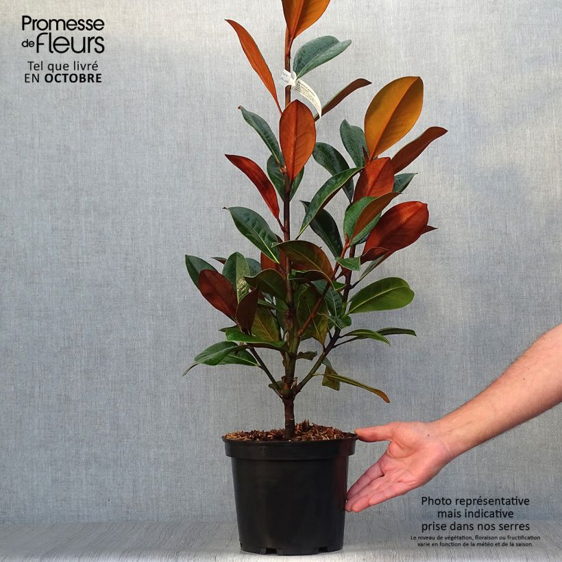 Amostra de Magnolia grandiflora D.d. blanchard Vaso de 4 L/5 L tal como entregue no outono