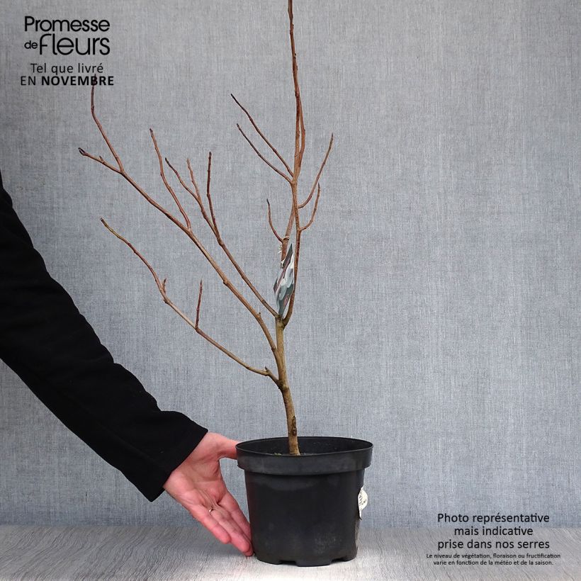 Amostra de Magnolia sieboldii Vaso de 3 L/4 L tal como entregue no outono