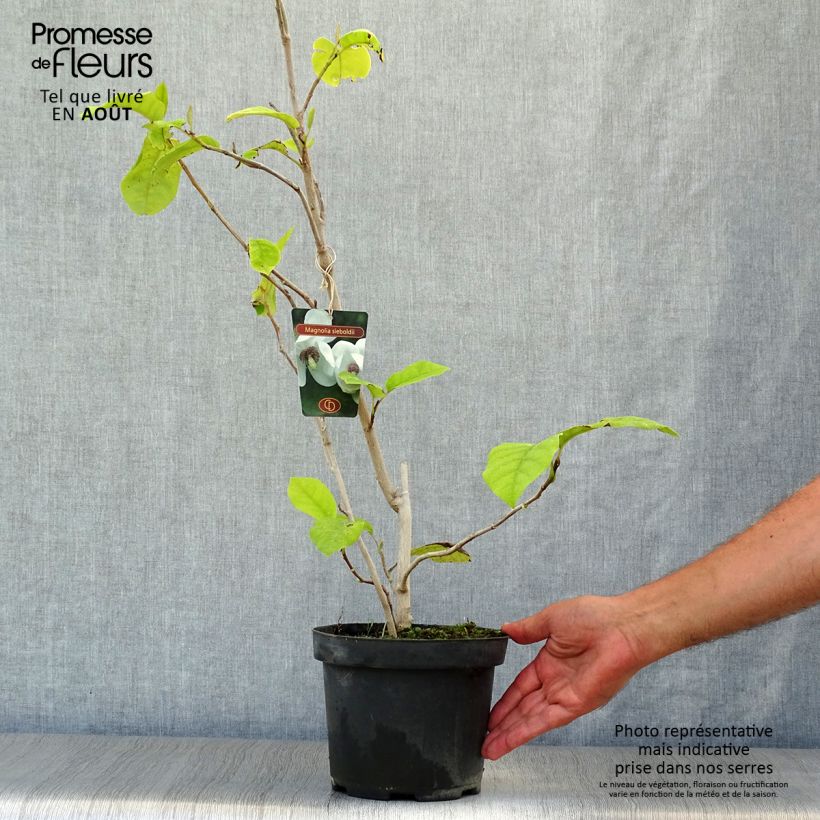 Amostra de Magnolia sieboldii Vaso de 3 L/4 L tal como entregue no verão