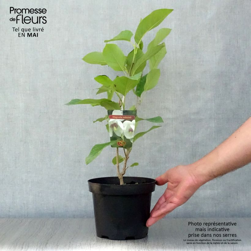 Amostra de Magnolia sieboldii Vaso de 3 L/4 L tal como entregue na primavera
