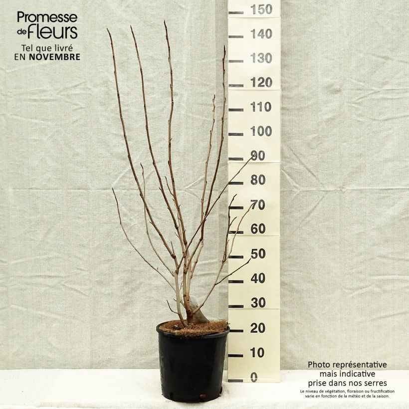 Amostra de Magnolia sieboldii Vaso de 12 L/15 L tal como entregue no outono