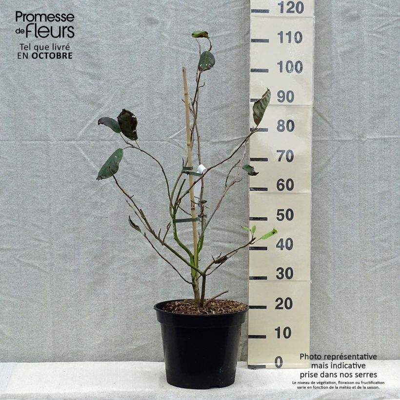 Amostra de Magnolia sieboldii Colossus Vaso de 12 L/15 L tal como entregue no outono