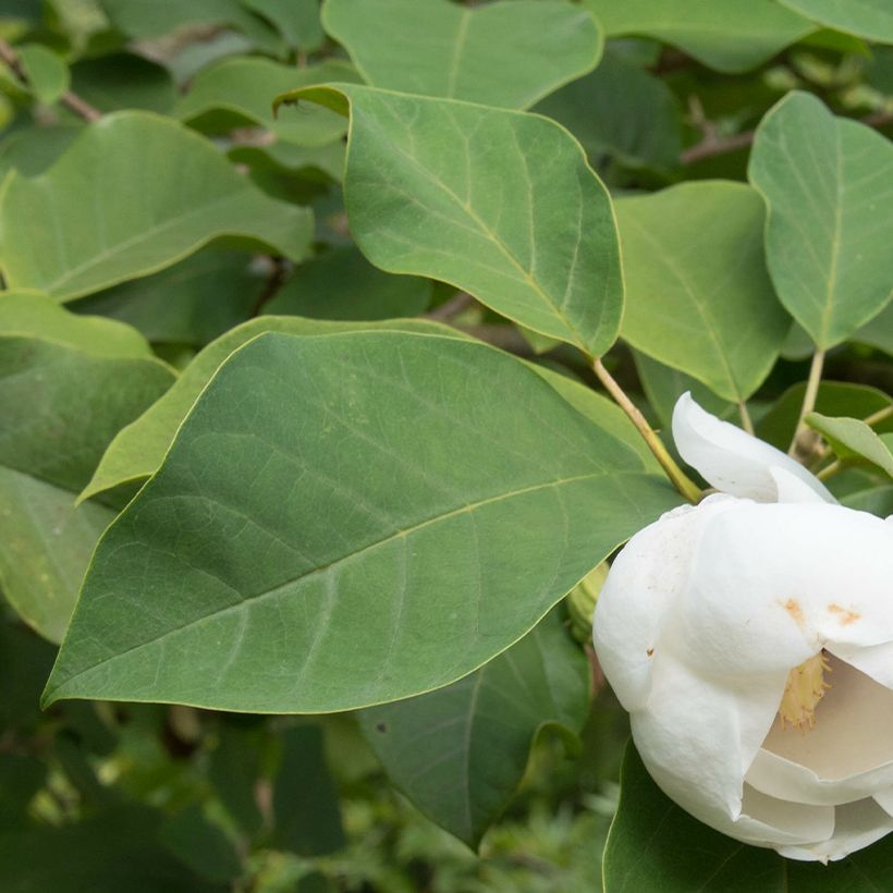 Magnolia sieboldii Colossus (Folhagem)