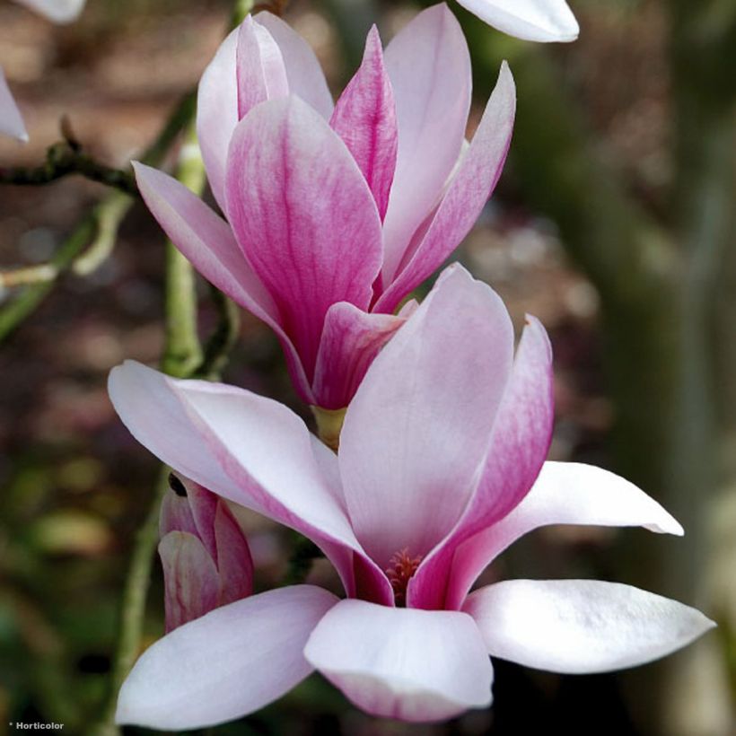 Magnolia soulangeana (Floração)