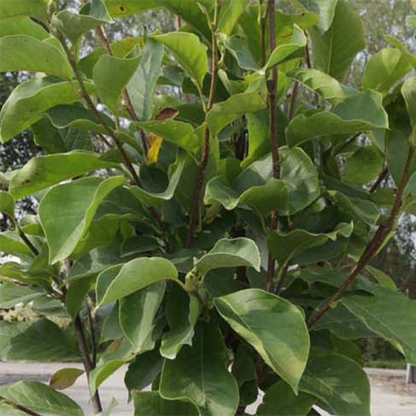 Magnolia soulangeana Alba Superba (Folhagem)
