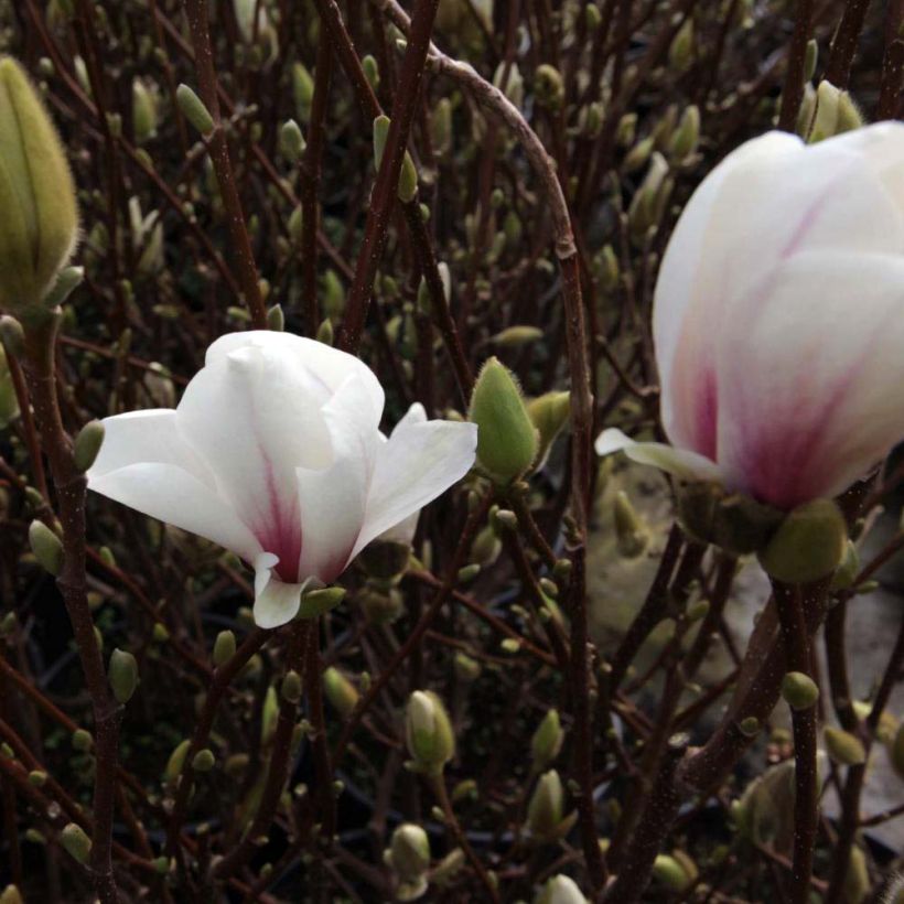 Magnolia soulangeana Alba Superba (Floração)