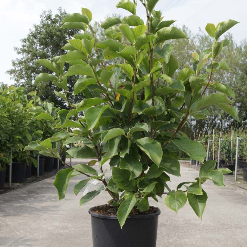 Magnolia soulangeana Alba Superba (Hábito)