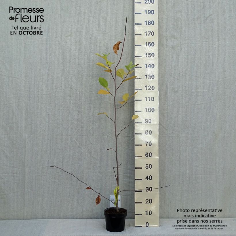 Amostra de Magnolia soulangeana Alba Superba Vaso de 3 L/4 L tal como entregue no outono