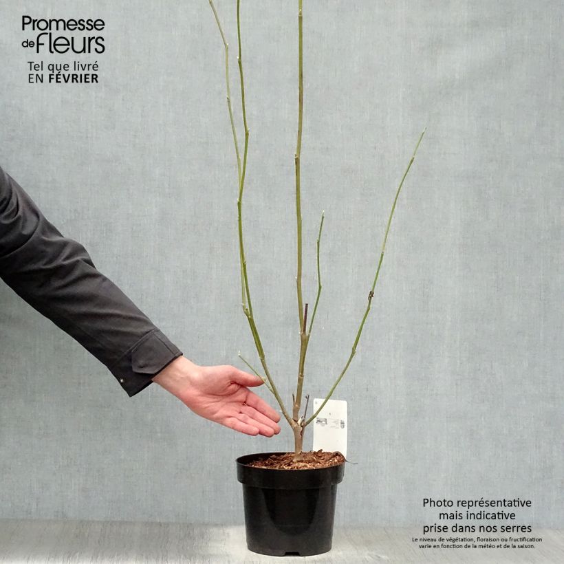 Amostra de Magnolia soulangeana Alba Superba Vaso de 3 L/4 L tal como entregue no inverno