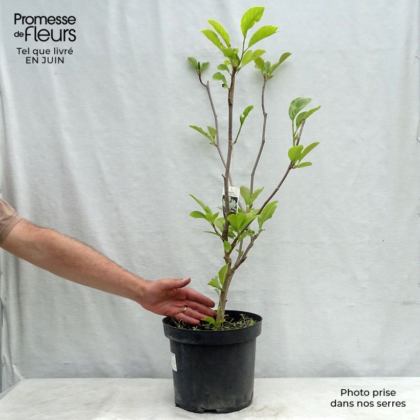 Amostra de Magnolia soulangeana Alba Superba Vaso de 6 L/7 L tal como entregue no verão