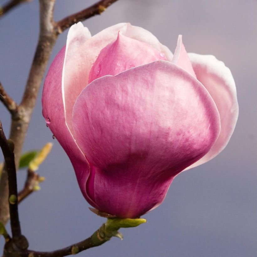 Magnolia soulangeana Lennei (Floração)