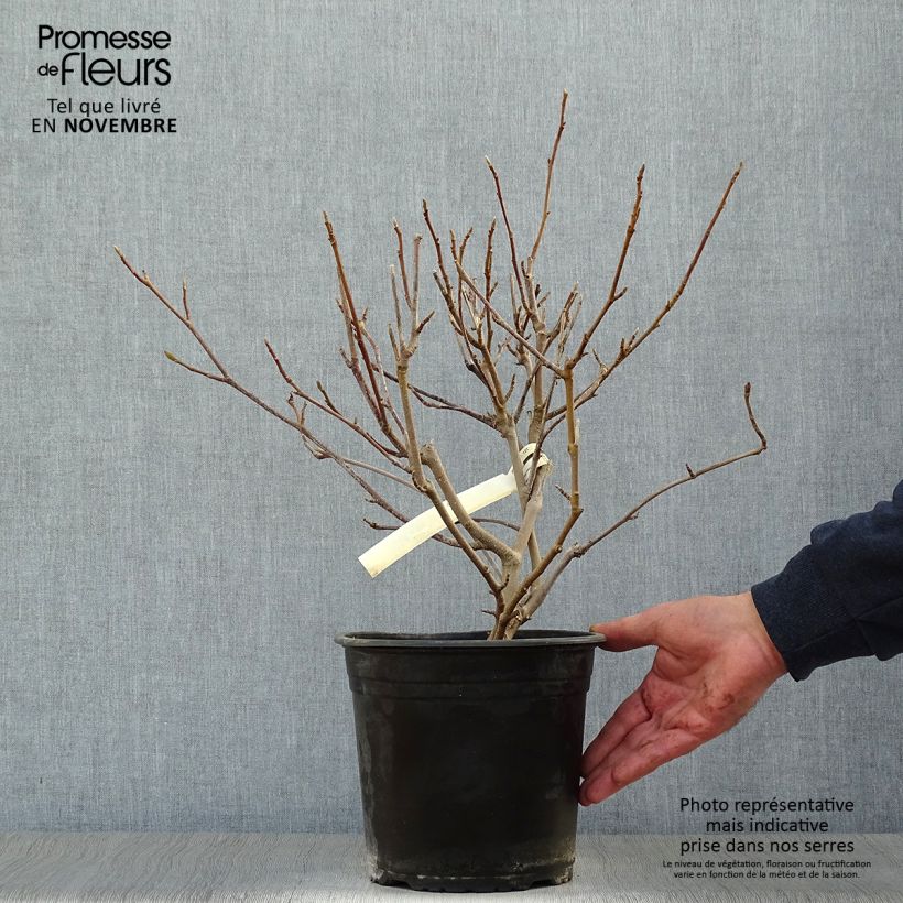 Amostra de Magnolia soulangeana Vaso de 3 L/4 L tal como entregue no outono