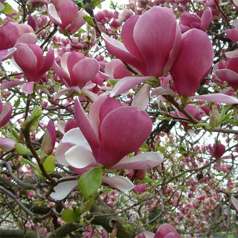 Magnolia soulangeana Rustica Rubra (Floração)