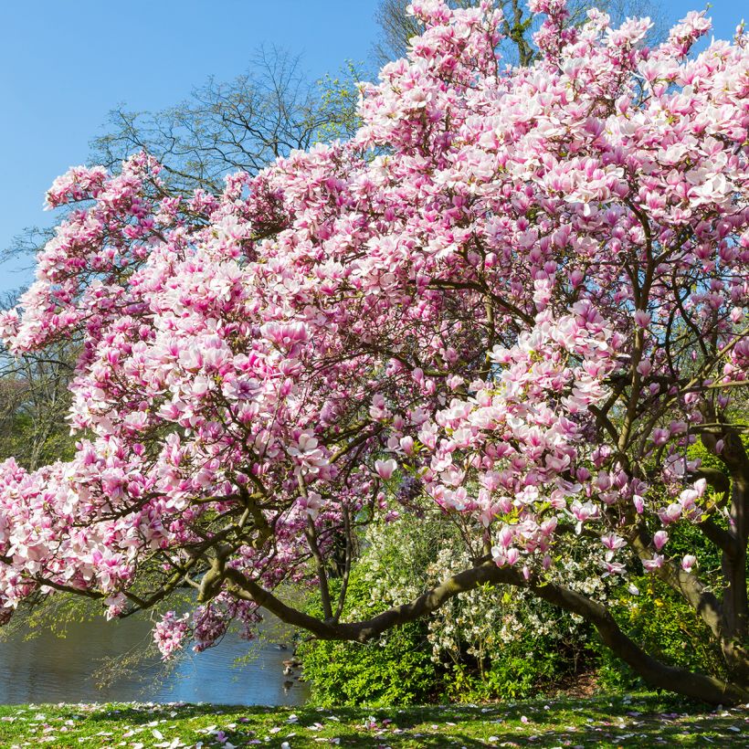 Magnolia soulangeana (Hábito)