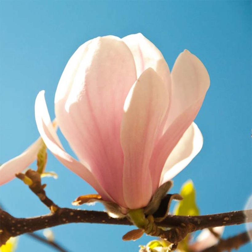 Magnolia sprengeri Pink Beauty (Floração)