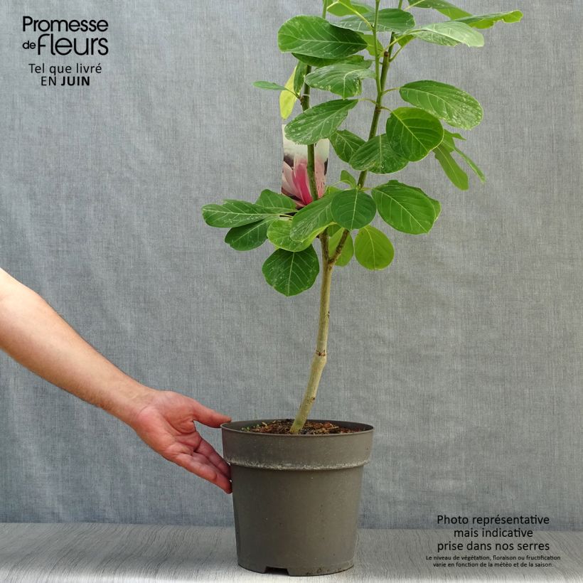 Amostra de Magnolia sprengeri Pink Beauty Vaso de 6 L/7 L tal como entregue no verão