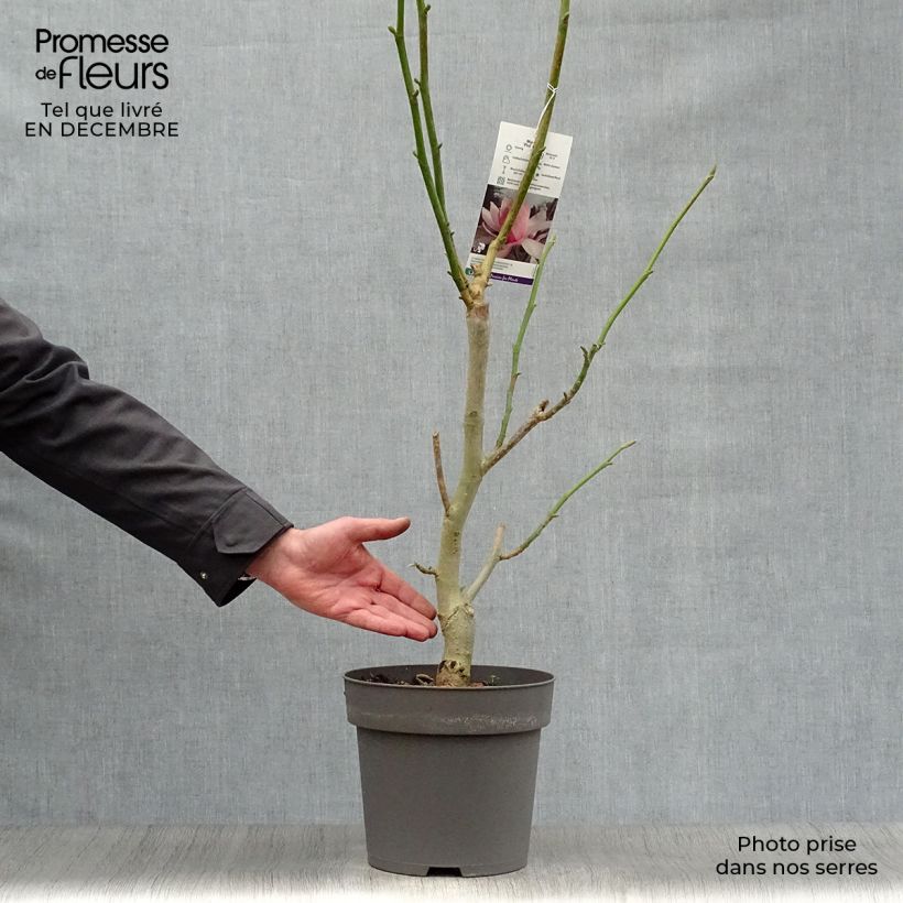 Amostra de Magnolia sprengeri Pink Beauty Vaso de 6 L/7 L tal como entregue no inverno