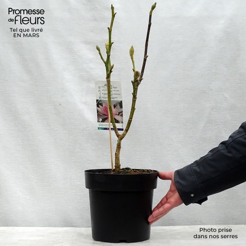 Amostra de Magnolia sprengeri Pink Beauty Vaso de 6 L/7 L tal como entregue na primavera