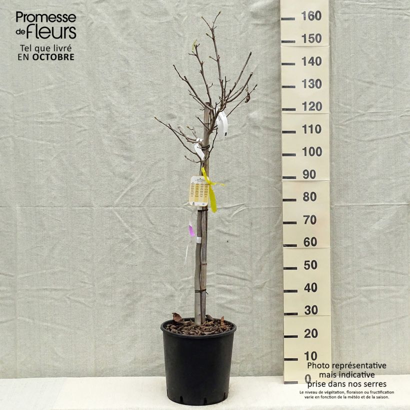 Amostra de Magnolia stellata Vaso de 18 L/20 L, Meia haste tal como entregue no outono