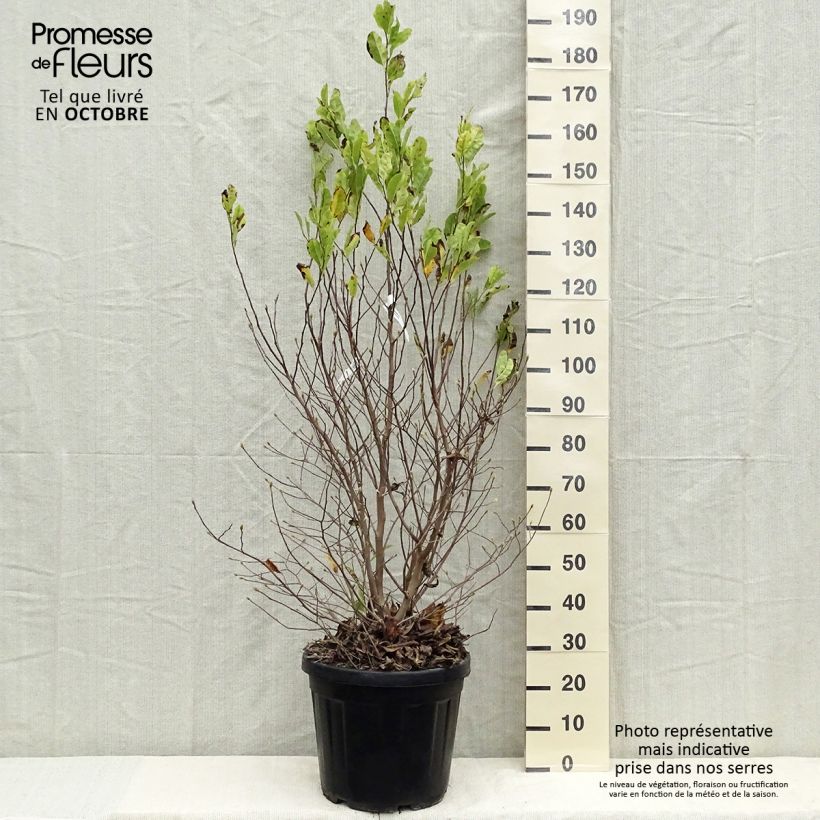 Amostra de Magnolia stellata Vaso de 20 L/25 L tal como entregue no outono