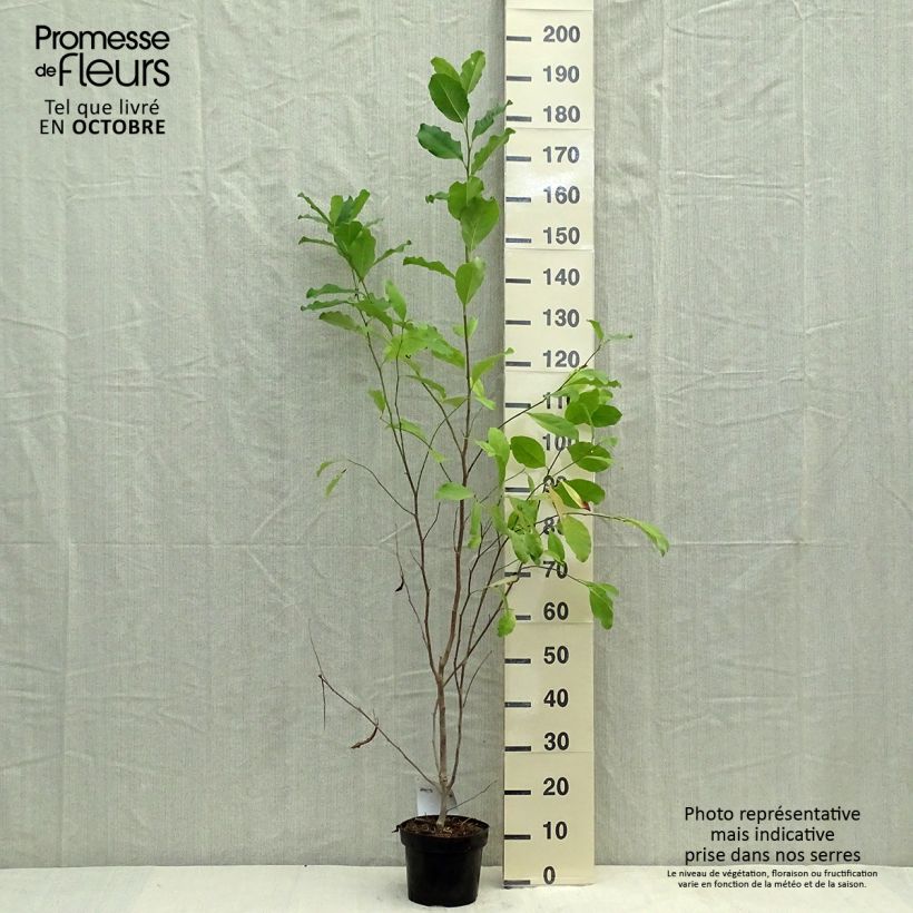 Amostra de Magnolia stellata Rosea Vaso de 2 L/3 L tal como entregue no outono
