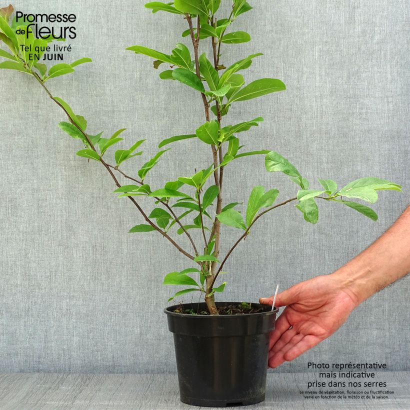 Amostra de Magnolia stellata Rosea Vaso de 2 L/3 L tal como entregue no verão