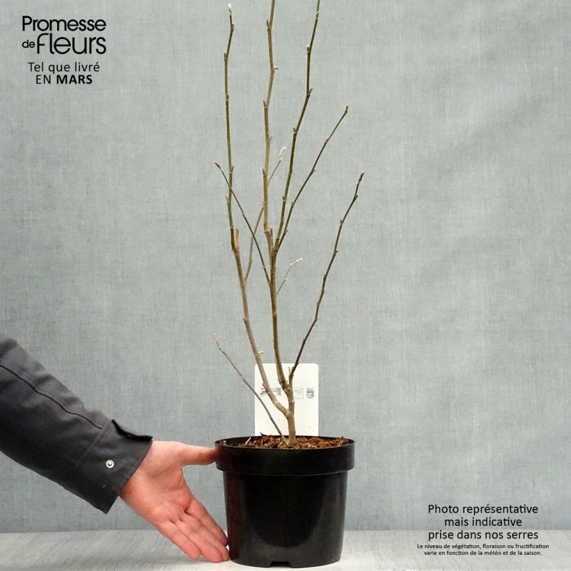 Amostra de Magnolia stellata Rosea Vaso de 2 L/3 L tal como entregue na primavera