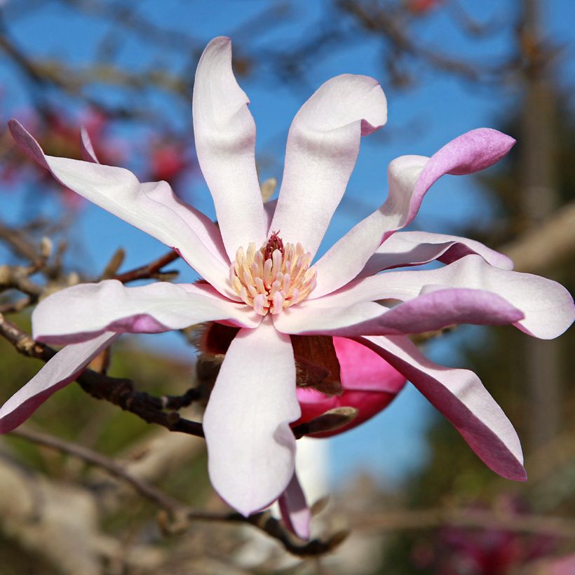 Magnolia stellata Rosea (Floração)
