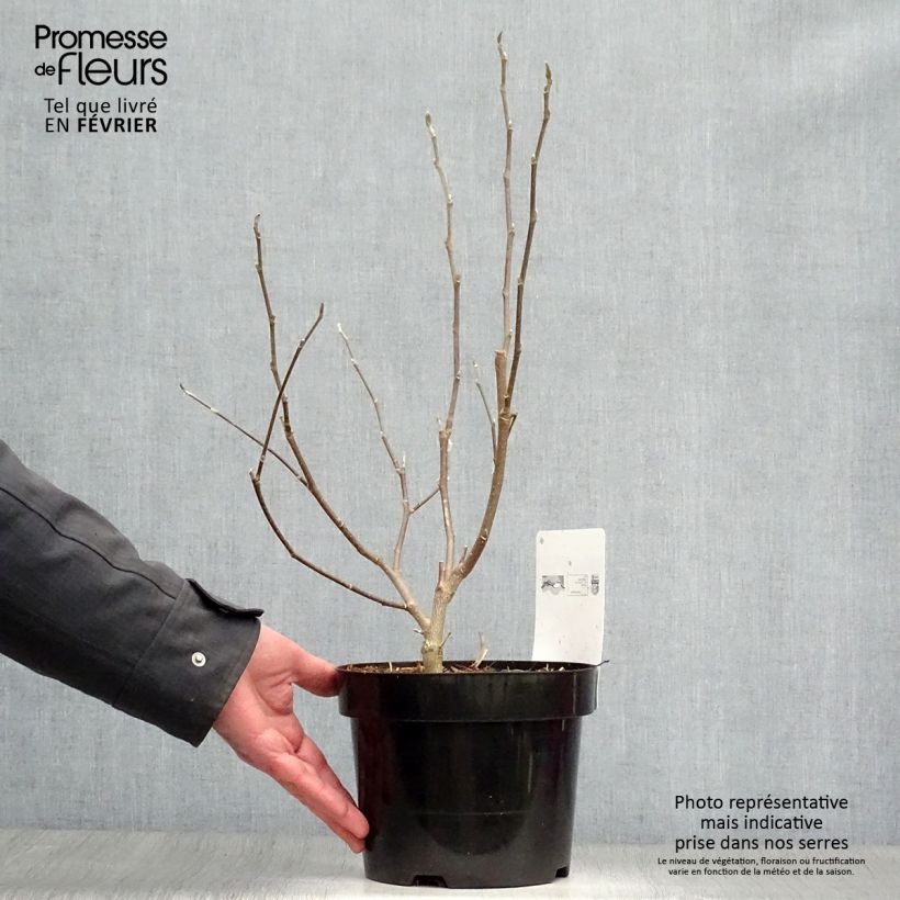 Amostra de Magnolia stellata Royal Star  - Magnolia étoilé Vaso de 3 L/4 L tal como entregue no inverno