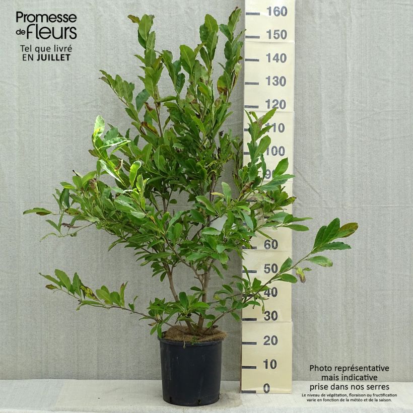Amostra de Magnolia stellata Royal Star Vaso de 12 L/15 L tal como entregue no verão