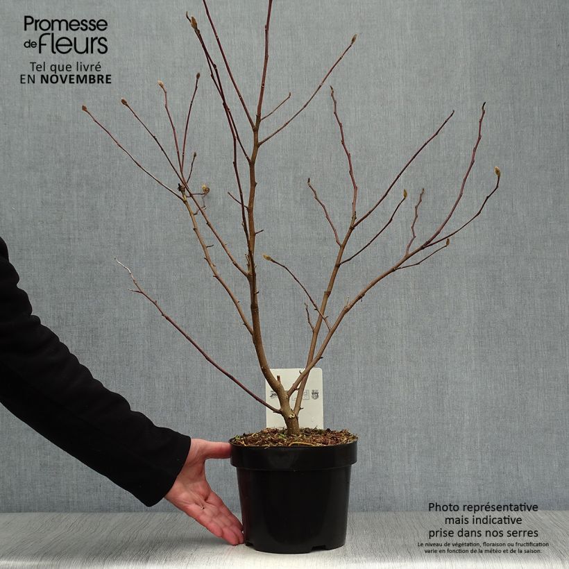 Amostra de Magnolia stellata Royal Star Vaso de 3 L/4 L tal como entregue no outono