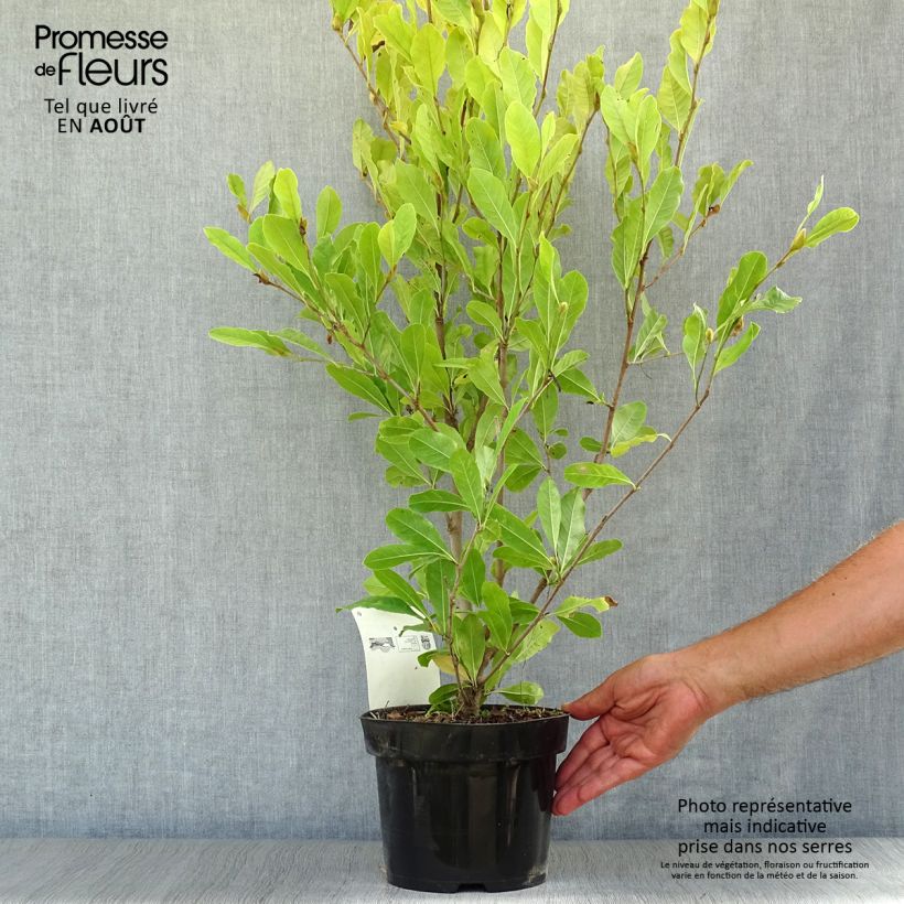 Amostra de Magnolia stellata Royal Star Vaso de 3 L/4 L tal como entregue no verão