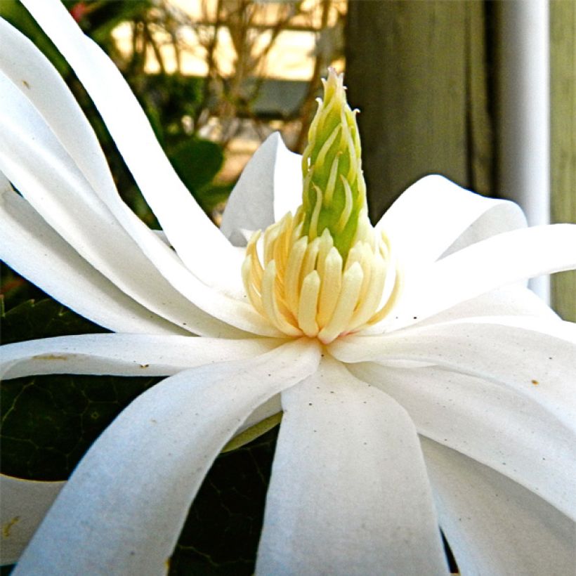 Magnolia stellata Royal Star (Floração)
