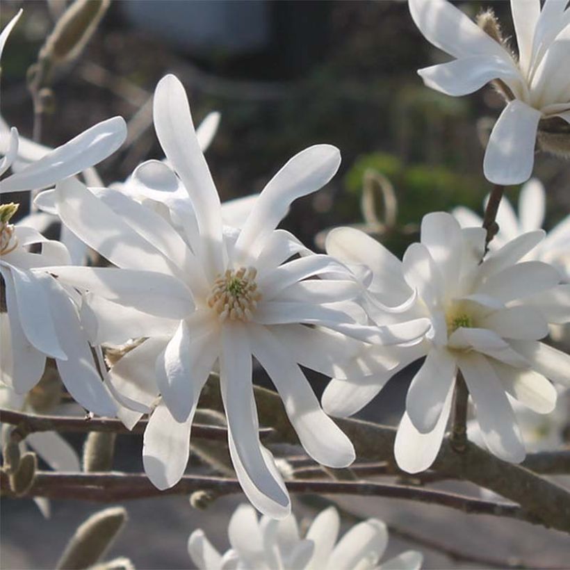 Magnolia stellata Waterlily (Floração)