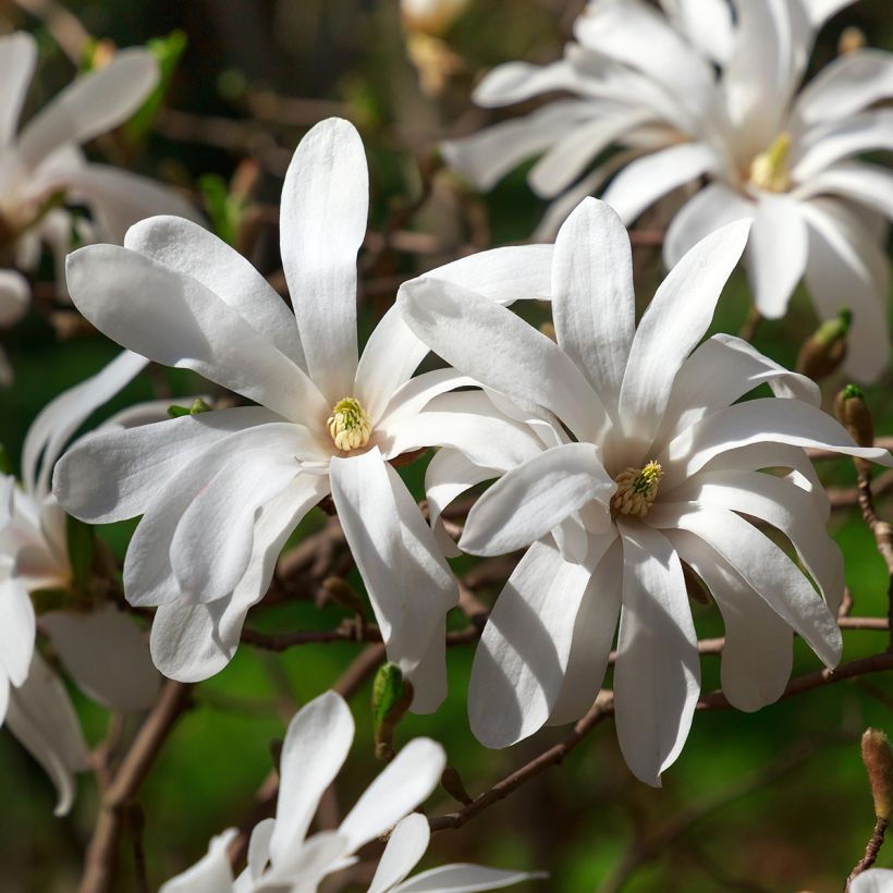 Magnolia stellata (Floração)