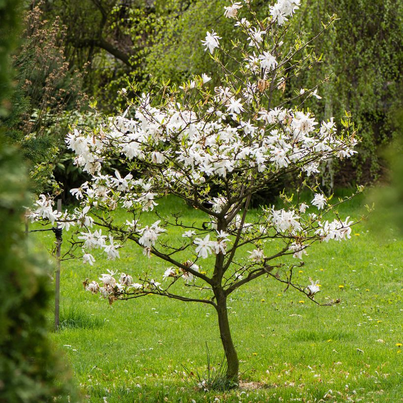 Magnolia stellata (Hábito)