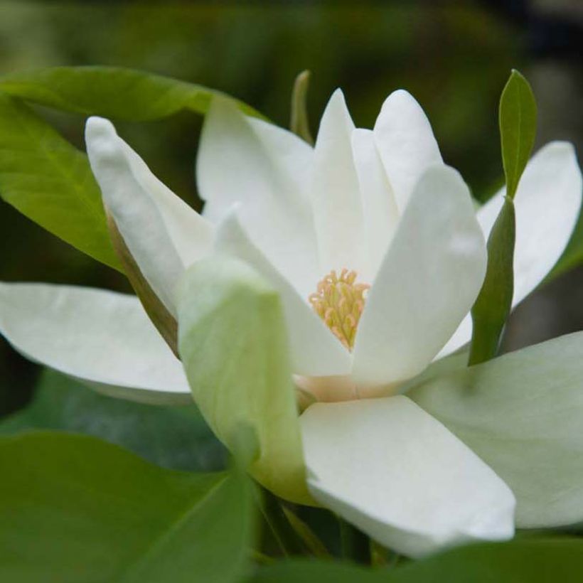 Magnolia thompsoniana (Floração)