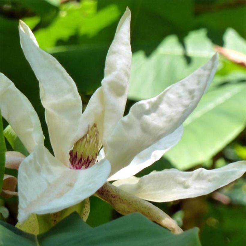Magnolia tripetala (Floração)