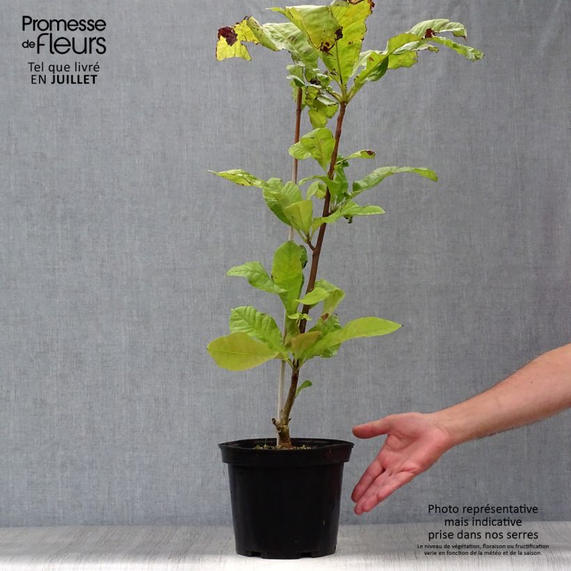 Amostra de Magnolia tripetala Vaso de 3 L/4 L tal como entregue no verão
