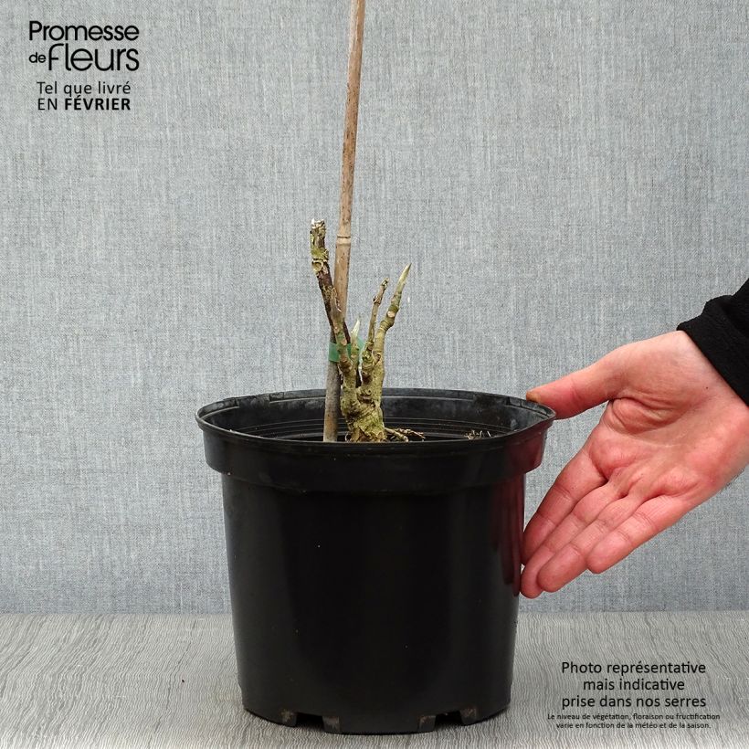 Amostra de Magnolia tripetala - Magnolia parasol Vaso de 3 L/4 L tal como entregue no inverno