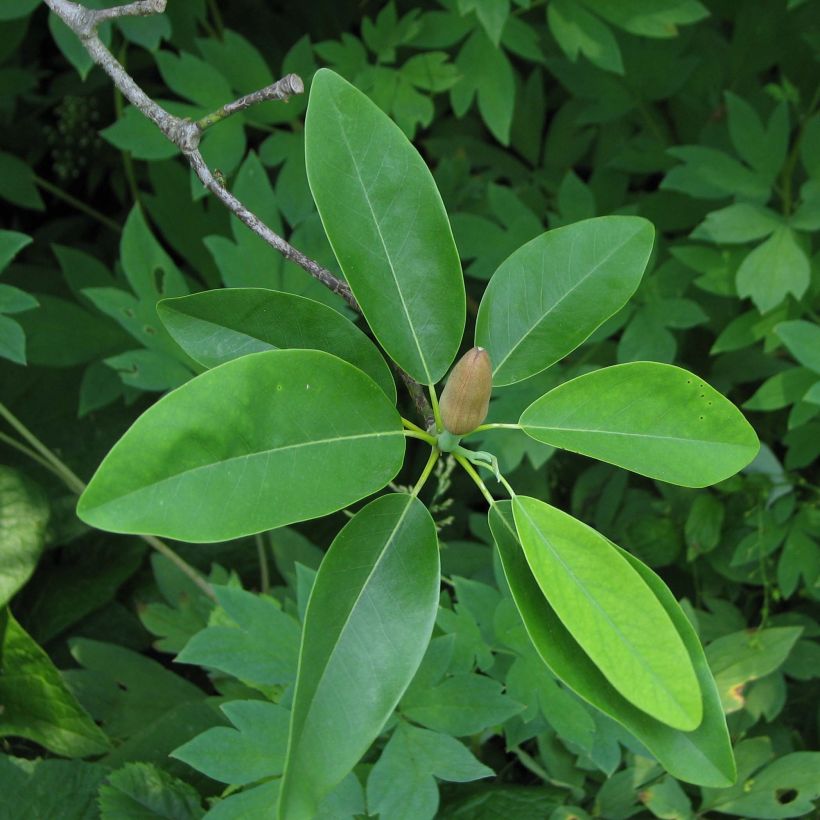 Magnolia virginiana Glauca (Folhagem)