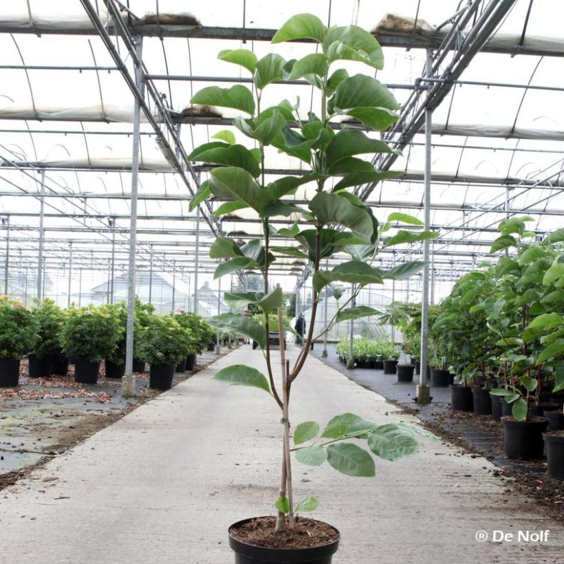 Magnolia loebneri Wildcat (Hábito)