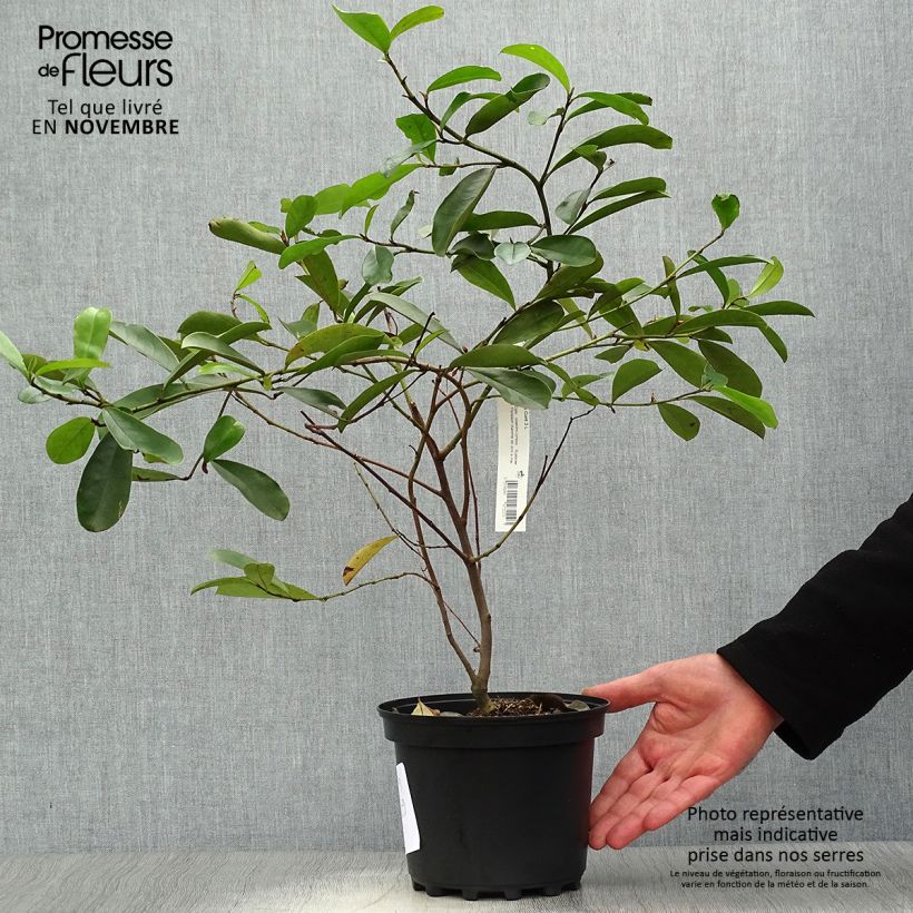 Amostra de Magnolia yunnanensis Vaso de 3 L/4 L tal como entregue no outono